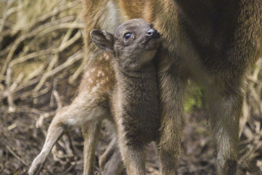 deer fawn